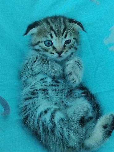 Шотландские вислоухие котята (Scottish Fold) - Окрас: классический