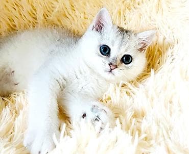 кошка бесплатная: Продается котёнок скоттиш страйт. мальчик серебристая шиншилла окраса — 2