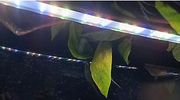 сетка для попугая: Продаю аквариум на 160литров с рыбками 4 астранотуса 1 сапсировый — 3