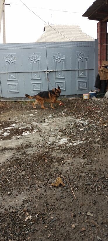 джек рассел терьер купить бишкек: Продаю восточной европейские овчарки самка и кобель по 3,5 года щенок — 6