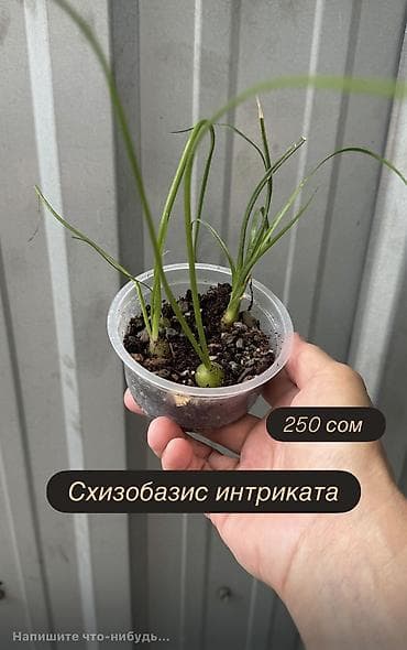 цветущий кактус: Эхинопсис хамецереус (Echinopsis chamaecereus), который в народе часто — 5