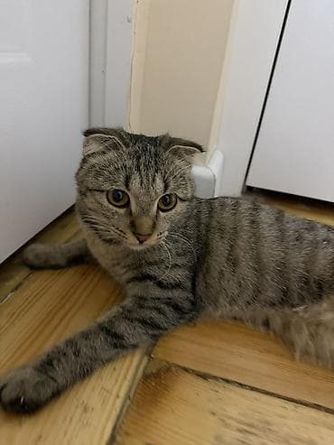 Животные: БЕСПЛАТНО Шотландская вислоухая кошка (скоттиш-фолд) 8-9 месяцев со — 1