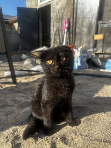 продажа вислоухих шотландских котят: Шотландские вислоухие смесь черный и белый котёнок - Очаровательный — 2