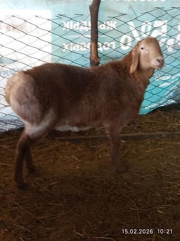 Продаю | Баран (самец) | Арашан | Для разведения | Осеменитель