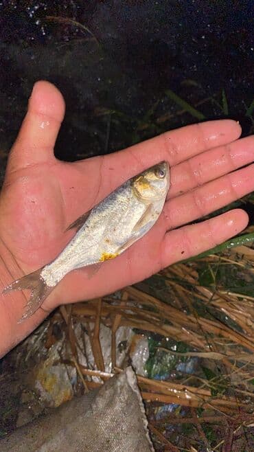 толстолобик: Продаю малёк белого Амура;зеркального карпа;сазана;толстолобика — 4