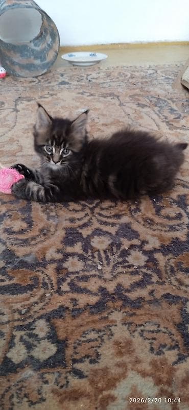 метис сибирской кошки: Мейн-кун, 1 месяц, Мальчик, Приучена к лотку — 7