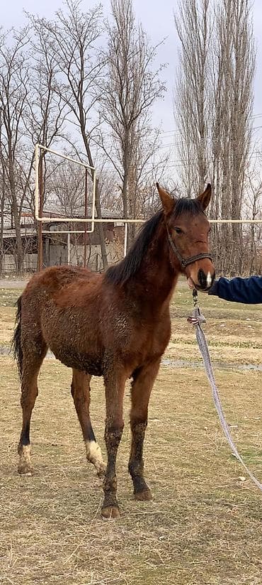 арашанские овцы: Продаю | Жеребенок | Полукровка | Рабочий — 7