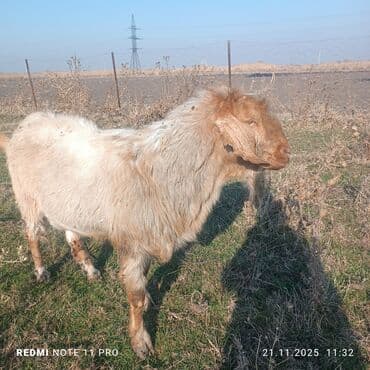 купить собаку шпица недорого: Продаю | Козёл (самец) | Полукровка | Для разведения | Осеменитель — 1