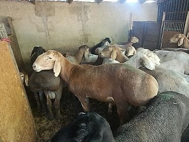 баранина купить: Продаю | Баран (самец) | Для разведения | Племенные — 1