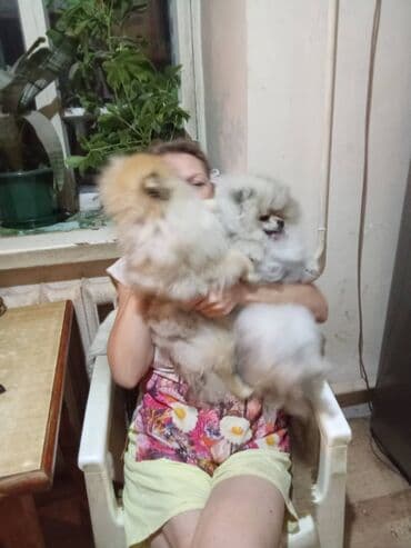 курцхаар дратхаар: Шпиц, 6 месяцев, Самец — 3