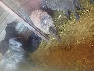 Аквариумдар: Сатам | Ургаачы кой (ургаачы) | Көбөйтүү үчүн | Ургаачы — 2