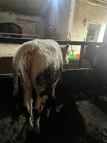 хомяк в бишкеке: Продаю | Тёлка | На откорм | Привязанные — 3