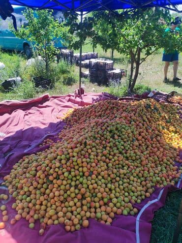 аренда дом кудайберген: 275000 соток, Бизнес үчүн — 8