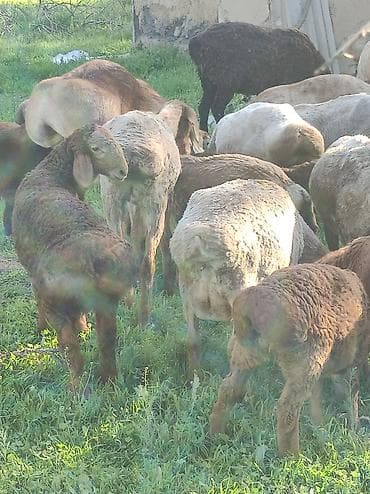 Сатам | Козу | Арашан | Көбөйтүү үчүн | Ургаачы — 6