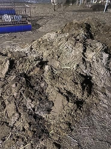 Отдам даром навоз бараний Помогу с загрузкой самовывоз Есть примерно