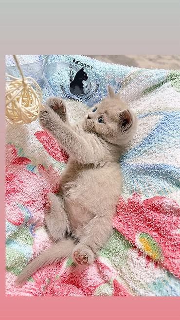 животные кошки: Британская короткошёрстная, 1 месяц, Девочка, Лиловый, Приучена к лотку, Проглистована, С прививками — 7