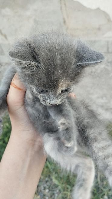 Отдам даром кошку: Кошка даром: Беспородная, 1 месяц, Девочка — 3