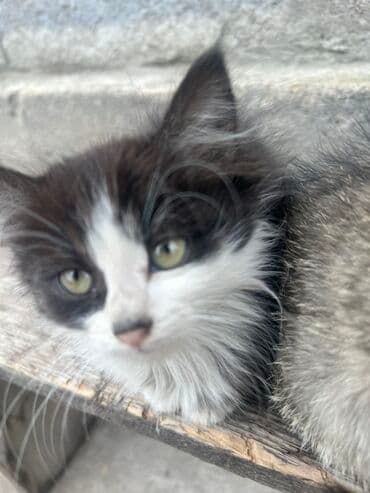 корм для кошек и котят: Мышык бекер берилет: Породасыз, 2 айлык, Ургаачы, Лотокко барууга үйрөтүлгөн — 7