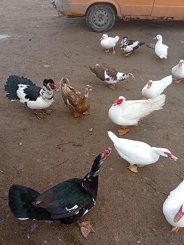 дом животные: Мускусные утки (индоутки), разнокалиберное поголовье. - Окрас: белый — 2