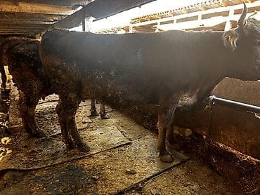 Ветеринар кызматы: Сатам | Уй (ургаачы) | Алатоолук | Бордоп семиртүү үчүн, Союуга | Кысыр, Байланган — 5