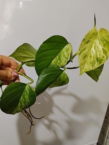 Фиалки и глоксинии: Глоксиния (Sinningia speciosa) в горшке.250с 2.Монстера Альба — 3