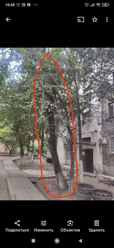 ипотечный дом: Пилю деревья цена индивидуально! Пилю дровабревна 1500 - с/куб — 10