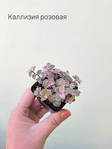 современные теплицы цена: Комнатные растения по 100 сомов (детки/укоренённые черенки) — 10