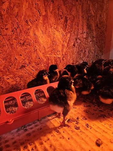 котные матки: Продаю | Цыплята | Для разведения — 9