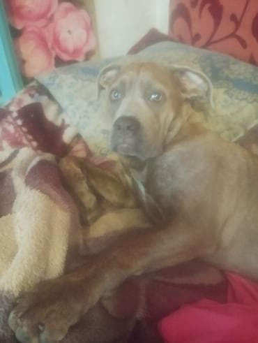 птицы бишкек: Щенок крупной породы (тип бойцовских/молоссов). - Окрас — 1