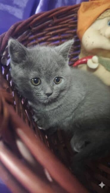 манчкин котенок купить: Продам котят шотландской породы окрас голубой (blue).Родилась 20 — 3