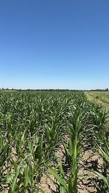 рыбная мука: Продается Кукуруза 🌽 для Силоса Российское семена, до 70 га Адрес — 3