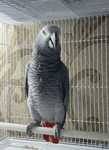 шотландская кошка купить: Жако (африканский серый попугай) в клетке. - Вид: Psittacus — 1