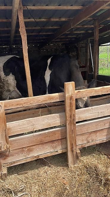 самый лучший сильный умный собака: Продаю | Корова (самка) | Для молока | Привязанные — 3