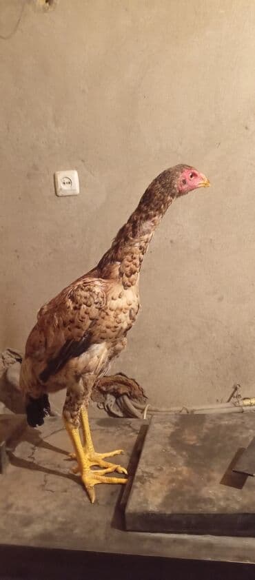 щенки охотничьих собак: Продаю | Петух | Бойцовая | Для разведения — 4