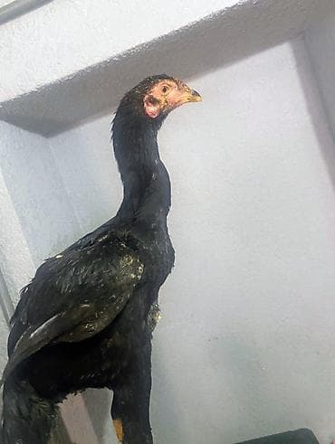 клетки для кроликав: Продаю | Петух | Для разведения — 4