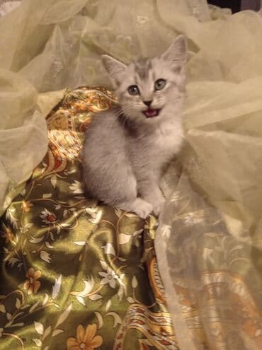 домик для кота: Котята домашние, несколько окрасов: - серебристые и мраморные — 7