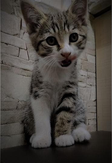 Кошки: 2 месяца, Мальчик, Приучена к лотку — 5