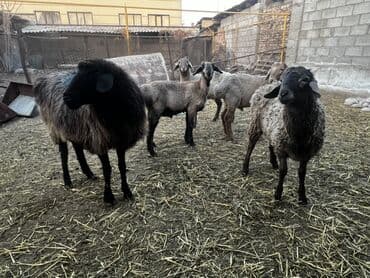 ала тоо корова: Продаю | Овца (самка), Баран (самец) | На забой, Для разведения, Для шерсти — 4