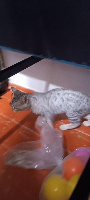 серые кошки фото: Порода/тип: короткошёрстный котёнок с серебристым окрасом (пятна и — 7