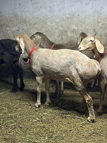 кой сойу: Продаю | Овца (самка) — 1