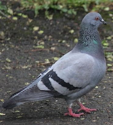 хатико собака: Голубь Когучкон — 1