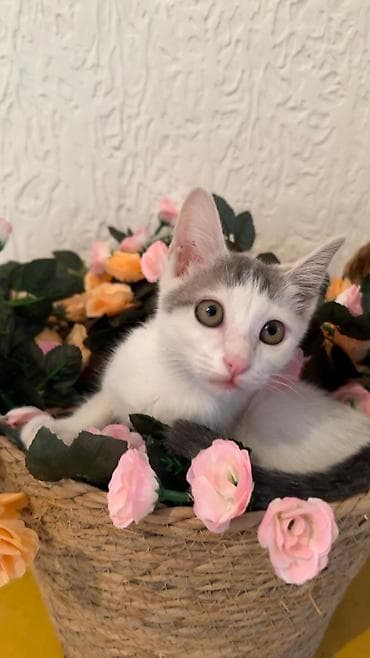 scottish fold: Отдается даром кошечка примерно 2-3 месяцаочень ласковая приучена — 1