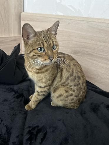 Мышыктар сатылат: Бенгал, 3 жаш, Ургаачы, Аргын, Лотокко барууга үйрөтүлгөн — 2