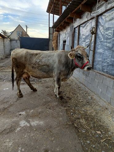 продаю в связи с переездом: Сатам | Уй (ургаачы) | Сүт алуу үчүн | Байланган — 2