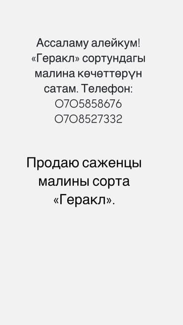 продам шиповник: Көчөттөр : Малина, Акысыз жеткирүү, Акылуу жеткирүү, Өзү алып кетүү — 1