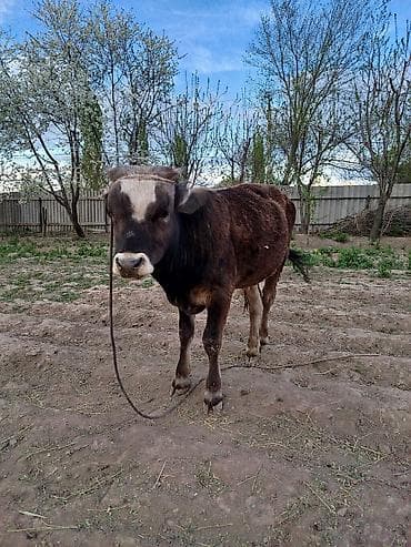 купить собаку доберман в бишкеке: Продаю | Бык (самец) | На откорм | Привязанные — 6