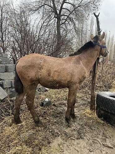 Продаю | Кобыла (самка) | Полукровка | Рабочий