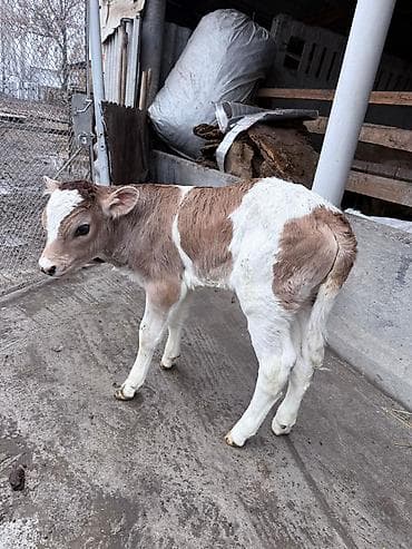 Услуги ветеринара: Продаю | Тёлка | На откорм — 2
