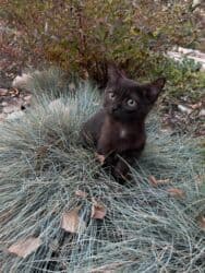 carters для мальчика: Кошка даром: Беспородная, 3 месяца, Мальчик, Приучена к лотку, Проглистована — 5