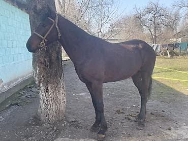 стелные каровы: Продаю | Жеребец | Полукровка | Конный спорт — 7